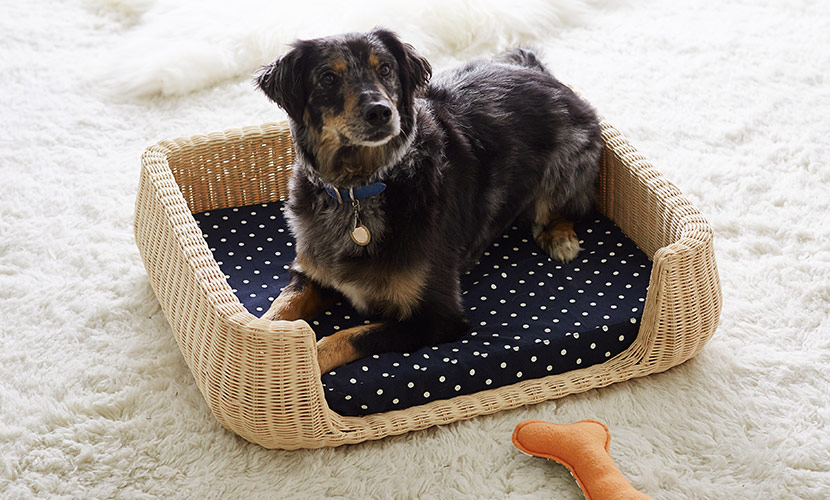 SP217_DS_ASPCA SP217_DS_ASPCA