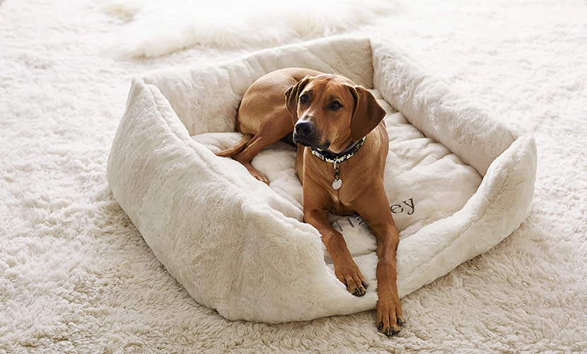 SP217_DS_WaystoKeepYourDogHealthyandActive