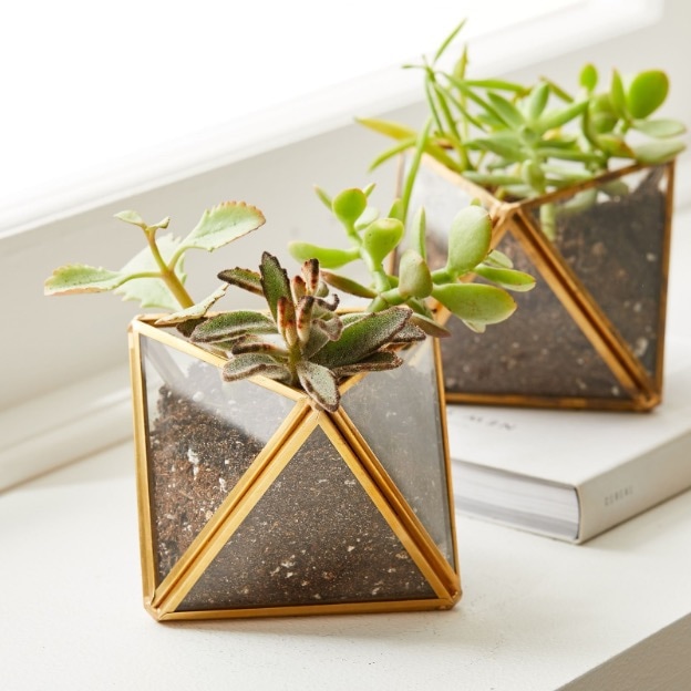 Glass and gold plant holders with succulents in them. 