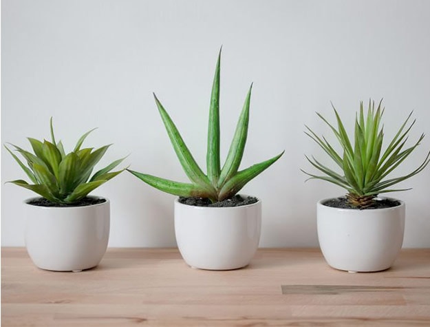 three artificial succulents