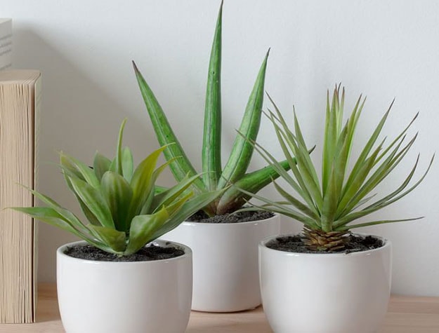 succulent plants in white planters