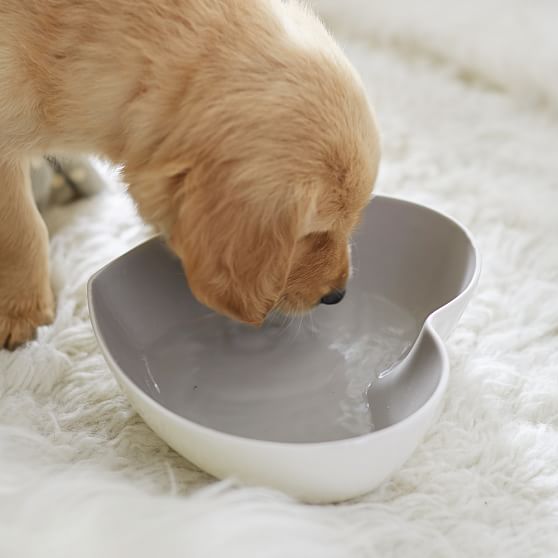 cute dog bowl sets