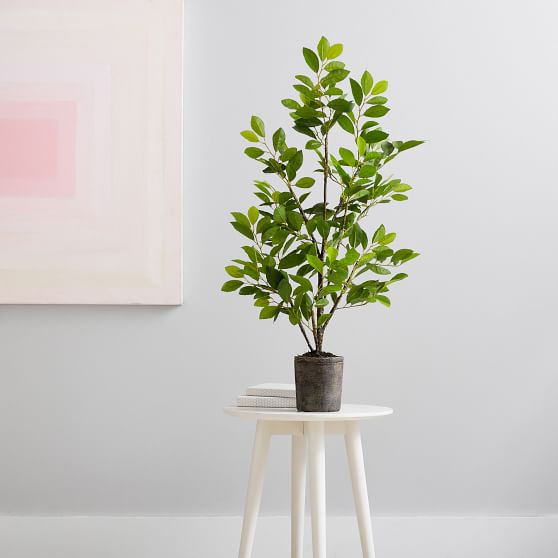 Ficus Tree Faux Plant, 3' | Pottery Barn Teen