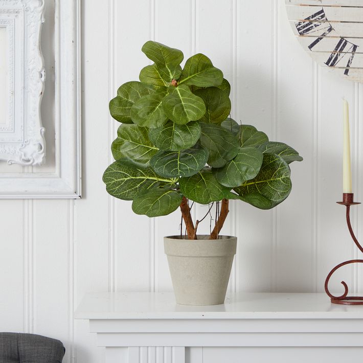 Fiddle Leaf Artificial Plant Pottery Barn Teen