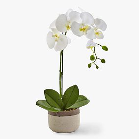 Phalaenopsis Orchid in Ceramic | Pottery Barn Teen