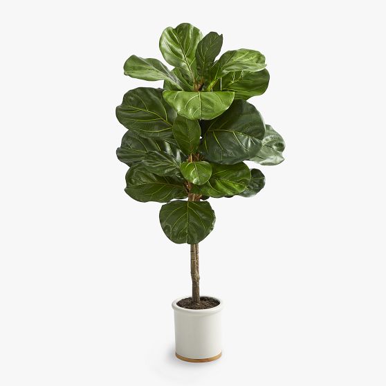 Fiddle Leaf Artificial Tree Pottery Barn Teen