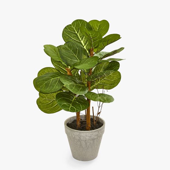 Fiddle Leaf Artificial Plant Pottery Barn Teen