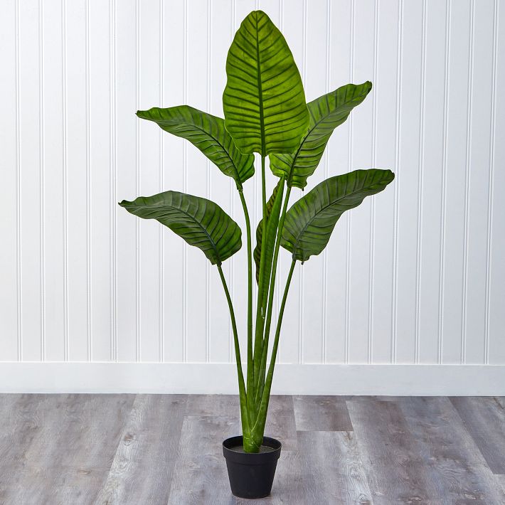 Faux Travelers Palm Tree Pottery Barn Teen