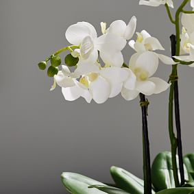 Faux Potted Orchid Arrangement