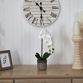 Phalaenopsis Orchid in Ceramic
