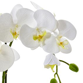 Phalaenopsis Orchid in Ceramic