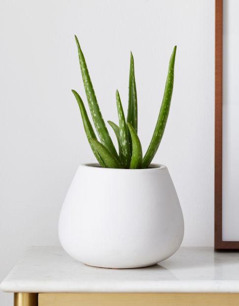 Wellness &amp; Self-Care Accessories