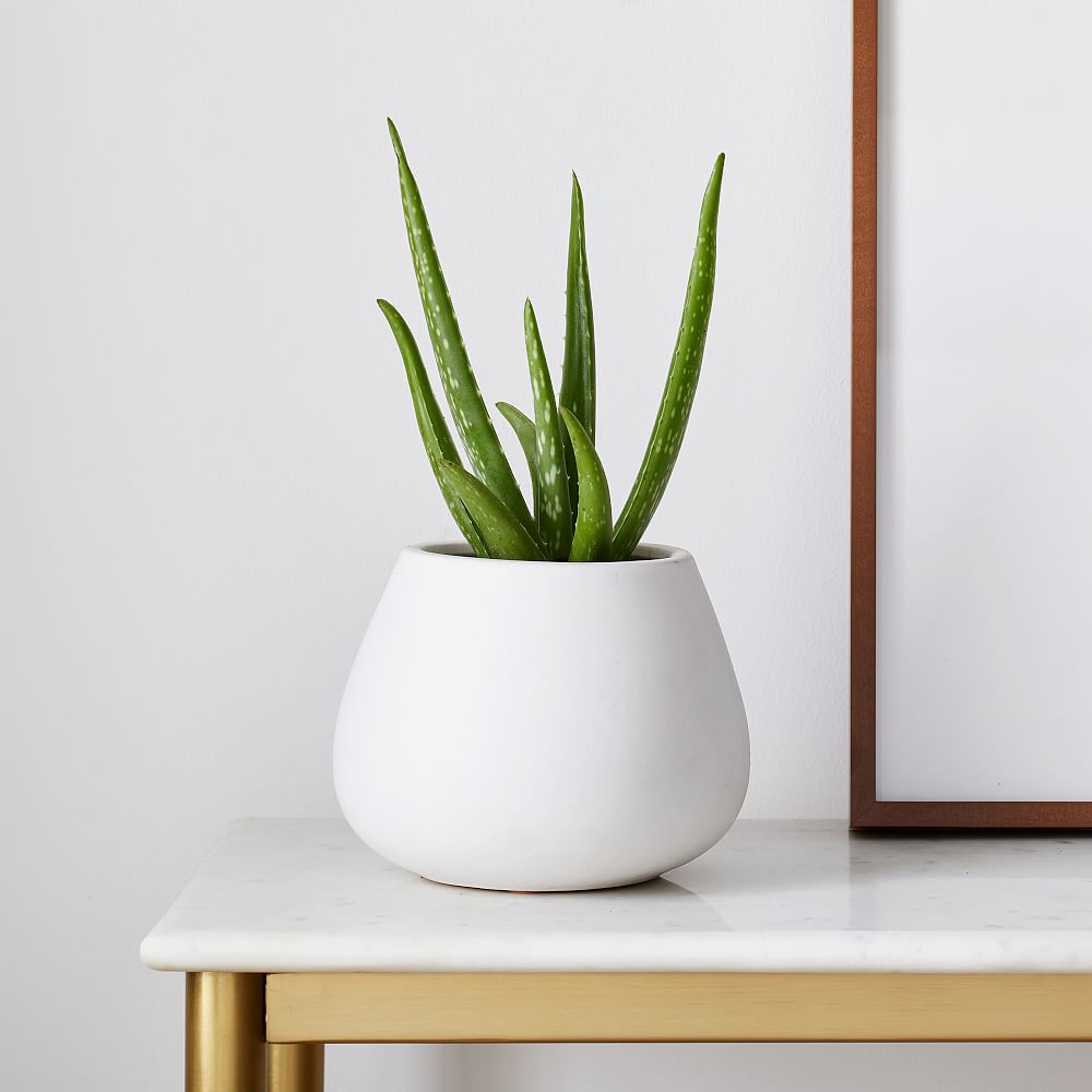 Live 4&quot; Aloe Vera Plant