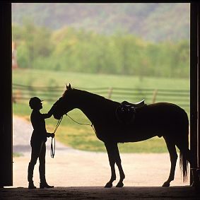 Horse Wall Mural