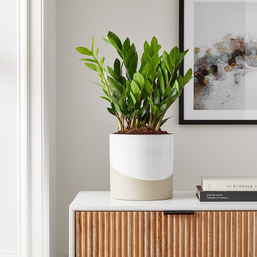 Live 10&quot; ZZ Plant