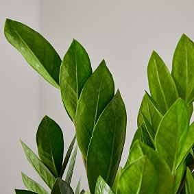 Live 10&quot; ZZ Plant