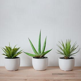 Faux Potted Southwest Plants, Set of 3