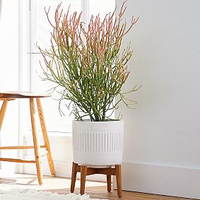 west elm x pbt Mid-Century Turned Wood Leg Planters