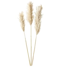 Tall Dried Pampas Bundle- Set of 3- Natural
