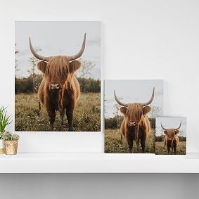 Highland Cow Art