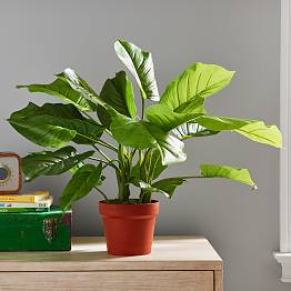 Faux Potted Philodendron Plant