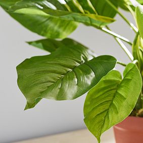 Faux Potted Philodendron Plant