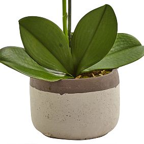 Phalaenopsis Orchid in Ceramic