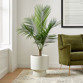 Live 10" Majesty Palm Plant