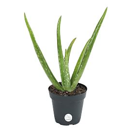 Live 4" Aloe Vera Plant