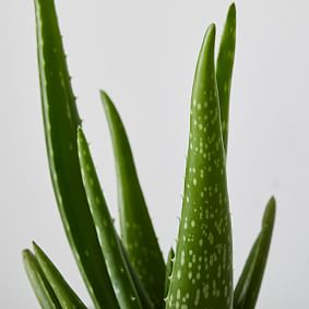 Live 4" Aloe Vera Plant