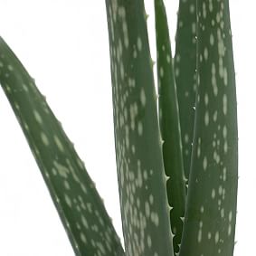Live 4" Aloe Vera Plant