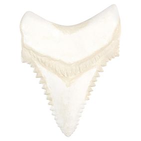 Paper Mache Shark Teeth