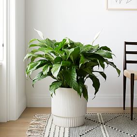 Live 10" Spath Plant
