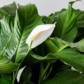 Live 10" Spath Plant
