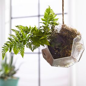 Hanging Glass Terrarium