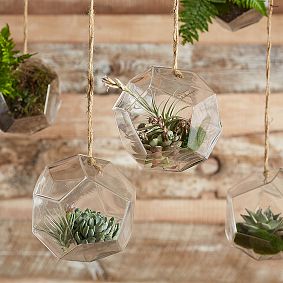 Hanging Glass Terrarium
