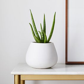Live 4" Aloe Vera Plant