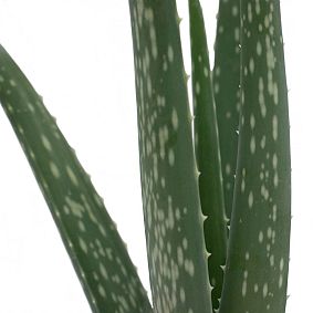 Live 4" Aloe Vera Plant