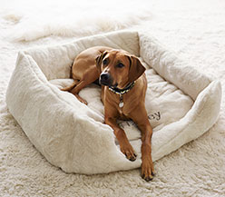 Ways to Keep Your Dog Healthy & Active