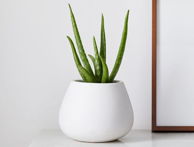 An aloe vera plant in a white vase sits on a white tabletop.