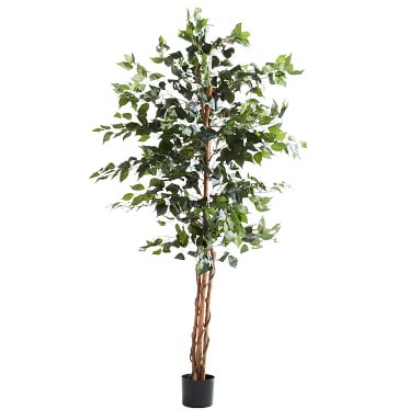 Ficus Tree Faux Plant, 5' | Pottery Barn Teen