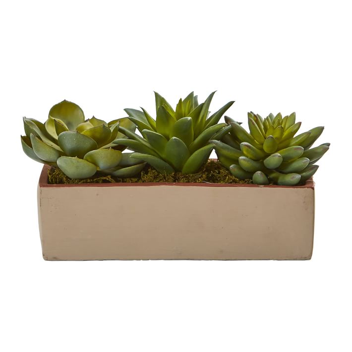 Faux Potted Succulent Arrangement Pottery Barn Teen