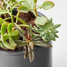 Live Assorted Succulents, Set of 10