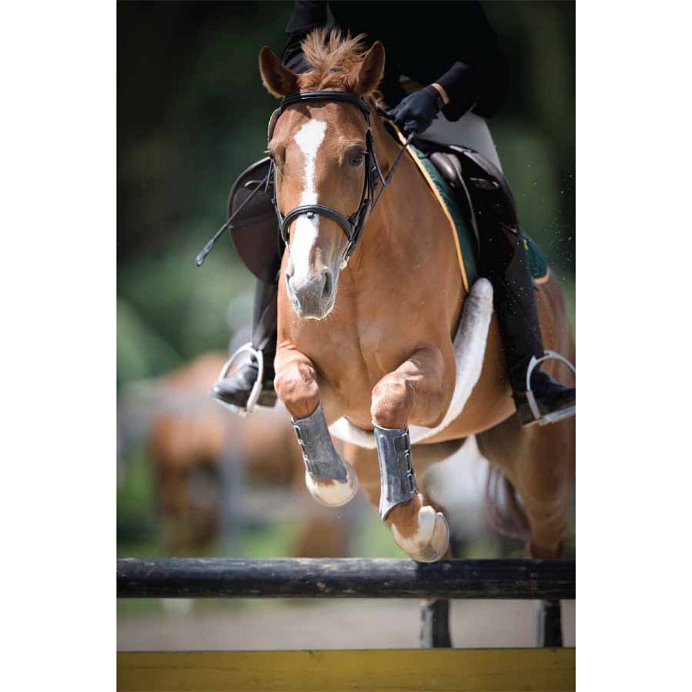 Traditional Equestrian Wall Mural