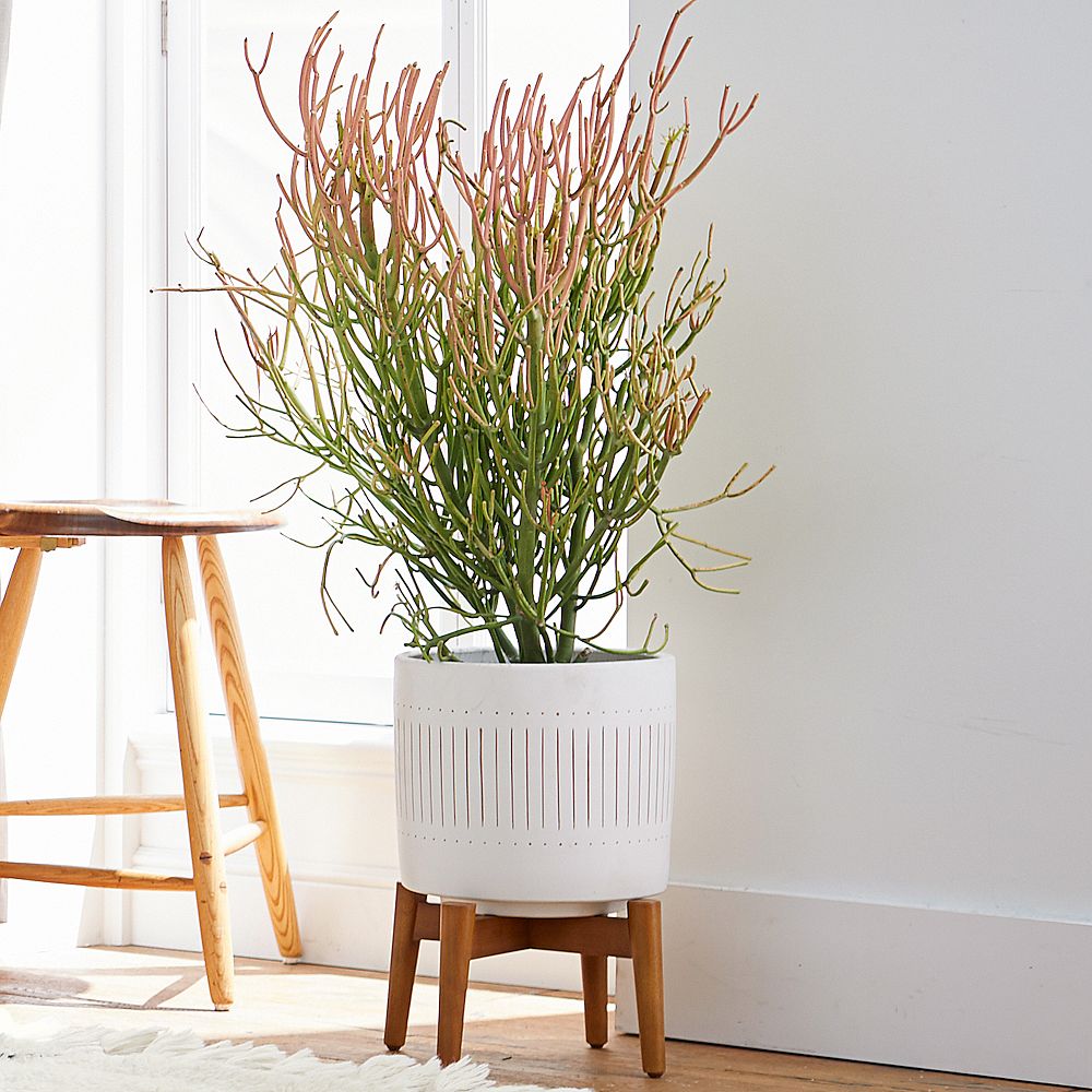 west elm x pbt Mid-Century Turned Wood Leg Planters