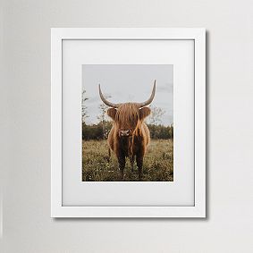 Highland Cow Art
