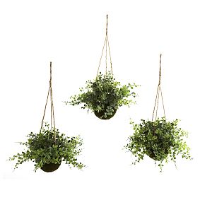 Eucalyptus, Maiden Hair, and Berry Hanging Basket (S/3)
