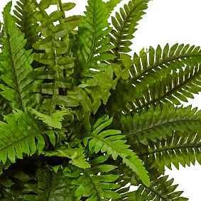 Boston Fern in White Planter