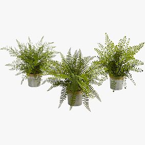 Assorted Ferns with Planter Artificial Plant S/3