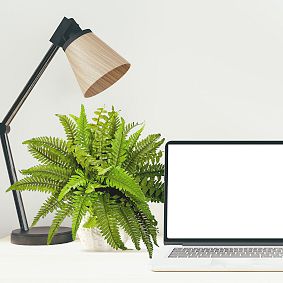 Boston Fern in White Planter